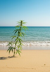 Tranquil sandy shoreline with gentle ocean waves and a vibrant cannabis plant, evoking a peaceful, natural, and calming atmosphere ,cannabis ,harmony ,escape