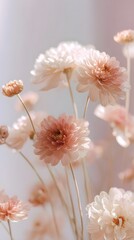 Delicate pastel chrysanthemums bloom with soft petals in an airy serene and elegant composition