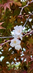 Sakura Flower