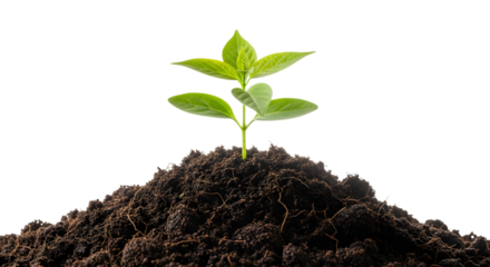 Small green plant growing from soil isolated on transparent background