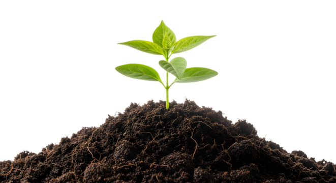 Small green plant growing from soil isolated on transparent background
