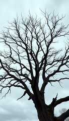 Obraz premium Bare branches of an ancient oak tree starkly outlined against a moody, overcast sky, atmospheric, moody