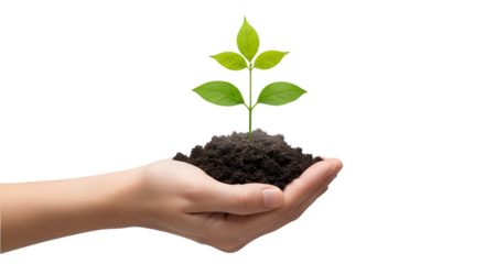 Hand holding young plant sprout isolated on transparent background
