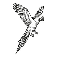 hand drawn flying parrot with open wings, tropical forest bird, vector illustration of exotic animal, ink black white engraving sketch of pet, zoo bird, line art picture for animal store decoration