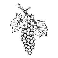 Fototapeta premium Bunch of grapes with leaves hanging on vine branch detailed hand drawn vector sketch illustration for wine label or menu