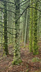 Les magnifiques arbres moussus des bois de la Ténazeyre, sur le mont Mouchet