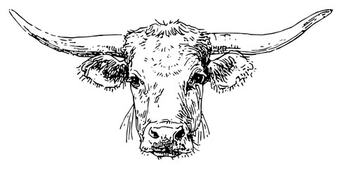Texas Longhorn Bull Head Front View Hand Drawn Vector Illustration
