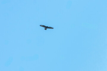 Eurasian buzzard (Buteo buteo) aerial flight under clear blue sky.