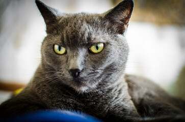 Gray cat with yellow eyes resting on blue blanket