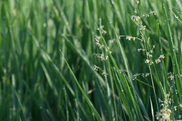 Leersia hexandra grass. It is a species of grass. Its common names southern cutgrass, clubhead cutgrass and swamp rice grass. It is also cultivated as a forage for livestock. Weeds in the Rice field.
