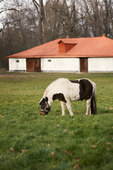 A photo of a pet pony near a barn.