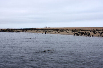 Otaries a Swakopmund, Namibie