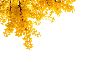 Bright yellow autumn leaves hang from a branch border against a stark transparent background providing excellent space for seasonal design layouts.