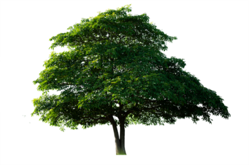 Bonsai tree, green leaves, isolated on a white background Natural objects