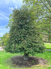 American Holly Tree in Summer