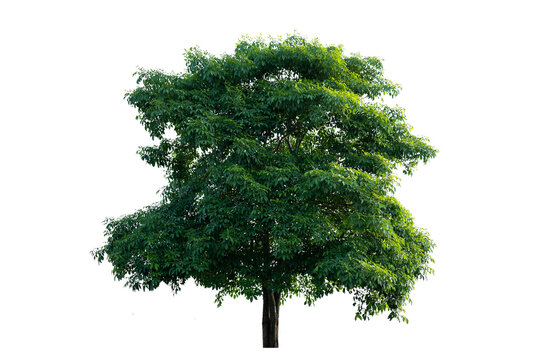Bonsai tree, green leaves, isolated on a white background Natural objects