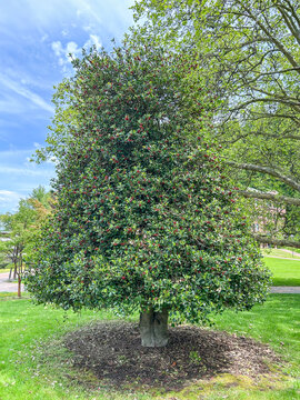 American Holly Tree in Summer