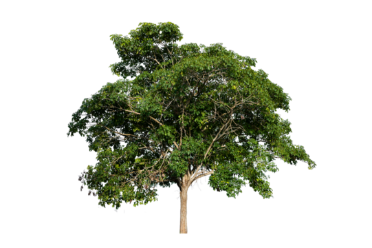 Bonsai tree, green leaves, isolated on a white background Natural objects