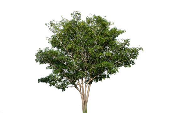 Bonsai tree, green leaves, isolated on a white background Natural objects