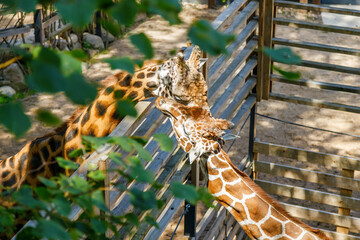 Two giraffes with beautiful patterned coats interact over a wooden enclosure fence in warm sunlight, seen through leaves