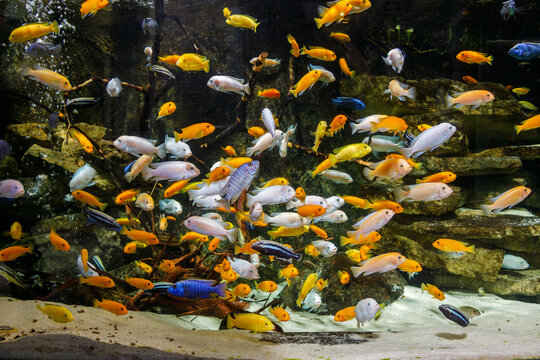 A large group of colorful African cichlid fish swimming in a freshwater aquarium over rocks and sand