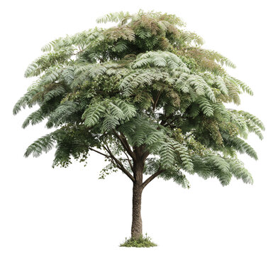 Cyathea caracasana tree stands prominently against clean transparent background. Strong trunk and expansive foliage convey shade, growth, and natural beauty for nature, landscape, or outdoor design