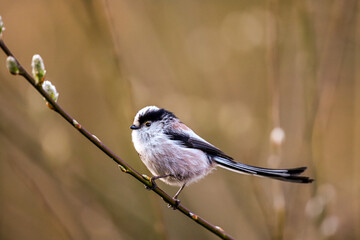 Mésange à longue queue sur une branche