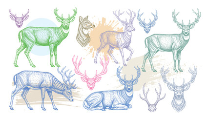 Deer and antlers engraving style vector illustration set