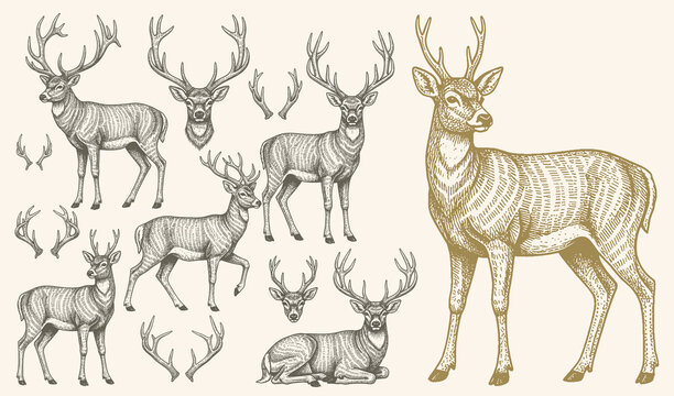 Deer and antlers engraving style vector illustration set