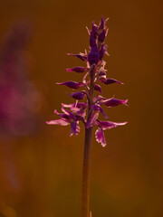 Green winged orchid in full bloom sharply focused with completely blurred background before sunrise warm orange brown tones meadow setting peaceful spring atmosphere natural space for text.