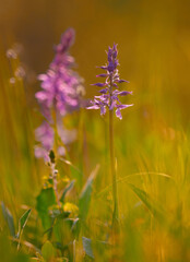 Green winged early purple orchid blooming in morning light with one flower in sharp focus and soft blurred background spring meadow warm tones space for text cheerful spring mood.