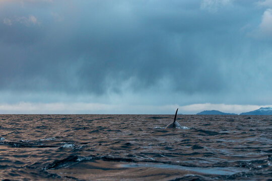 Lone Orca Moving Through Arctic Waters - Powered by Adobe