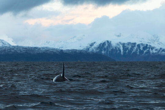 Solitary Orca Beneath Arctic Storm Light