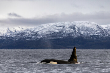 Majesty in the Arctic Silence