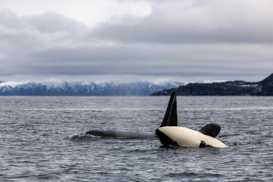 Orca Rolling Beneath Arctic Skies