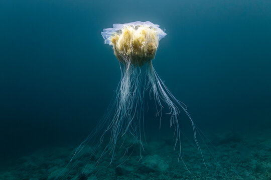 The Majestic Drift of a Deep-Sea Jelly