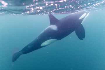 Orca drifting silently in the icy Arctic depths