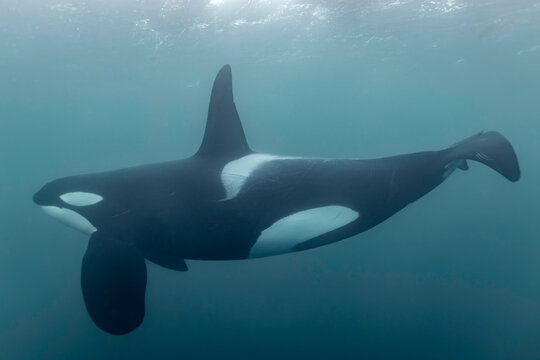 Majestic orca gliding through Arctic waters