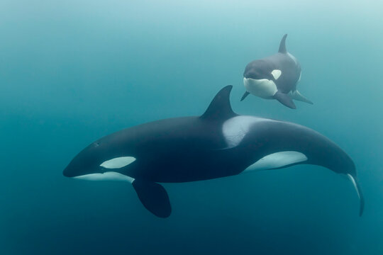Mother orca and calf gliding peacefully through Arctic waters