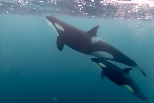 Two orcas rising toward the shimmering Arctic surface