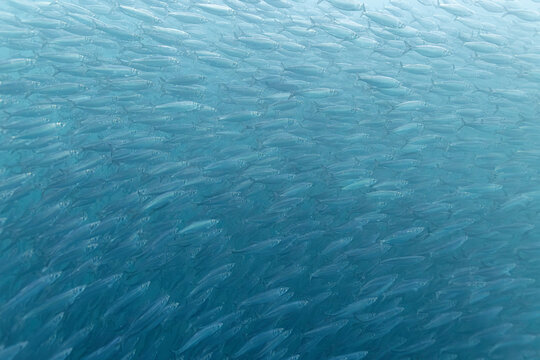 Massive shimmering herring baitball in Arctic waters