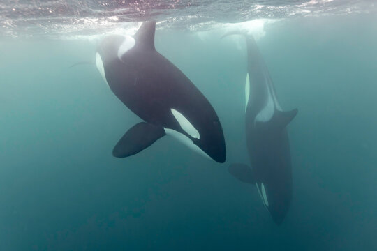 Two orcas gliding gracefully beneath Arctic waters