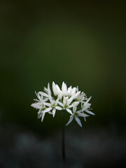 Single blooming wild garlic cluster on a dark stem placed in the lower third with soft green background above for text artistic calm botanical style gentle vignette