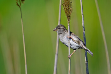 Obraz premium Haussperling - Weibchen // House sparrow - female (Passer domesticus)