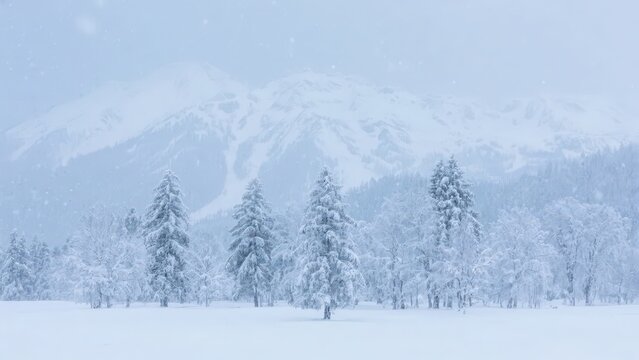 A pure snowy scene composed of snowy mountains and rime forests in winter, presenting a quiet winter natural landscape and a cold aesthetic atmosphere.