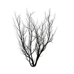 Bush bare isolated transparent background 3d rendering PNG
