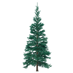 Fir (conifer) isolated transparent background 3d rendering PNG 16 bit
