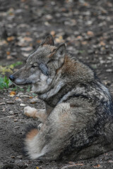 Large gray wolf resting in a dug earth hollow
