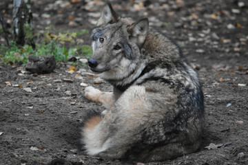 Large gray wolf resting in a dug earth hollow