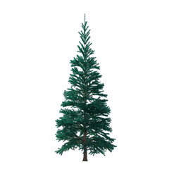 Fir (conifer) isolated transparent background 3d rendering PNG 16 bit
